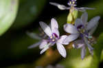 Bouquet mudplantain